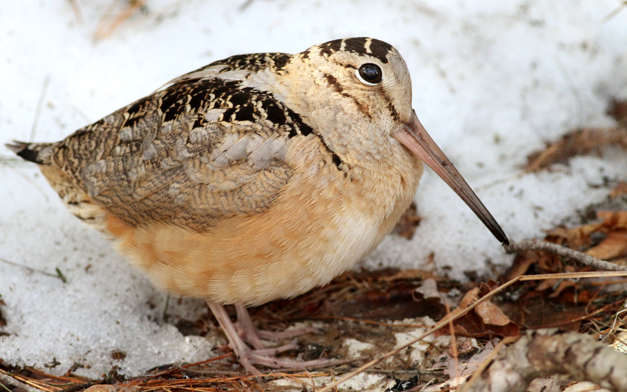 The American Woodcock
